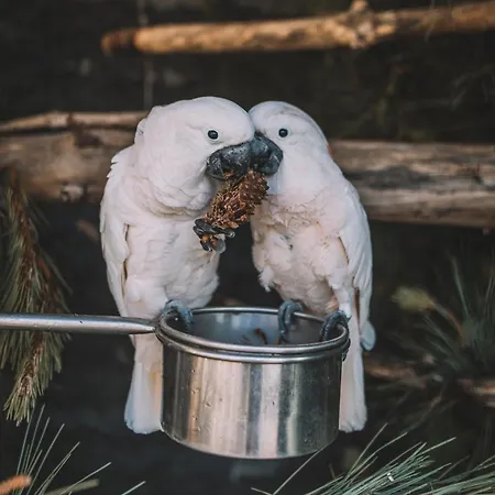 Quinta Torrinha Funchal