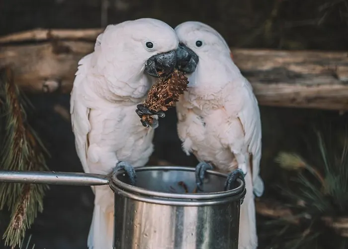 Quinta Torrinha Funchal (Madeira)